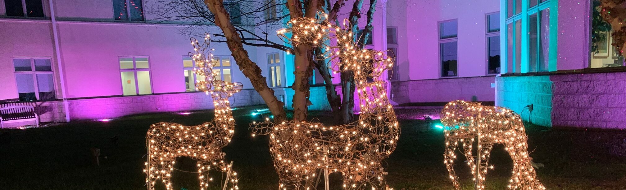 Holiday Lights